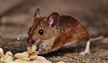 24 Hour & Emergency Exterminators in Ancora, NJ